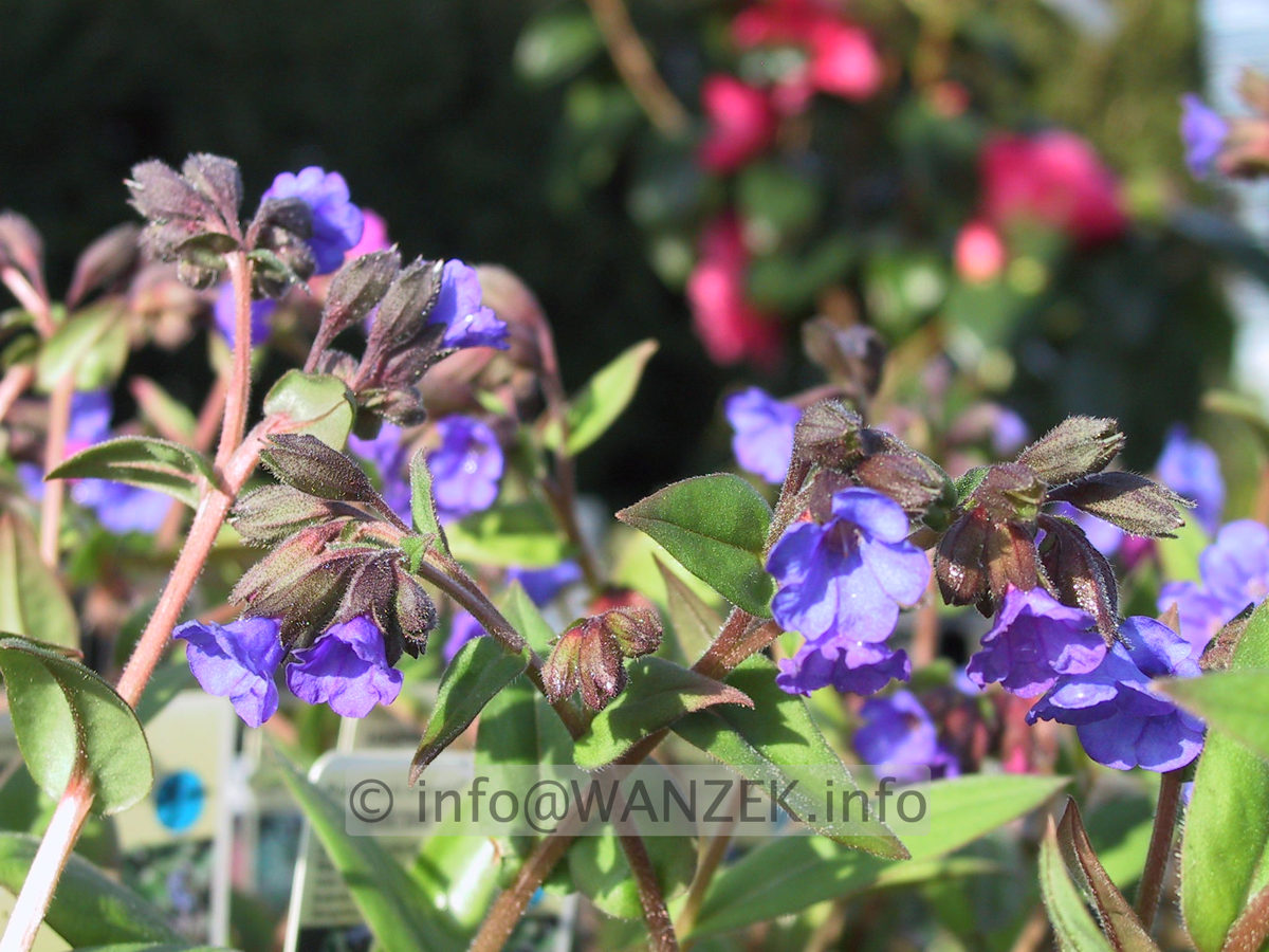 Pulmonaria angustifolia Blue Ensign 03.JPG